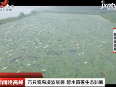 江苏：万只鹭鸟凌波展翅 碧水荷莲生态如画