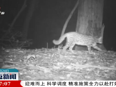 宜丰：红外相机拍摄到豹猫珍贵影像