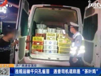 济广高速金溪段：违规运输千只孔雀苗 遇查司机谎称是“茶叶鸡”