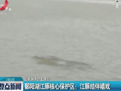 鄱阳湖江豚核心保护区：江豚结伴嬉戏