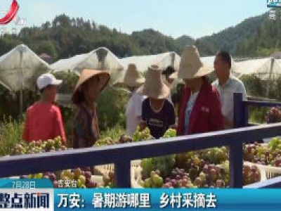万安：暑期游哪里 乡村采摘去