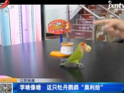江苏南通：学啥像啥 这只牡丹鹦鹉“奥利给”