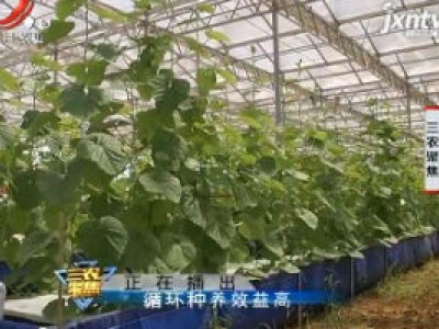 三农聚焦20200731 循环种养效益高
