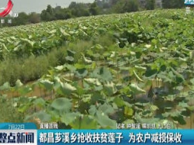 直播连线：都昌芗溪乡抢收扶贫莲子 为农户减损保收
