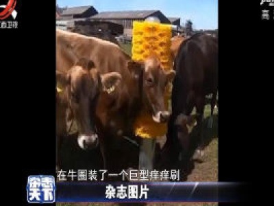 英国一家农场 在牛圈装了一个巨型痒痒刷
