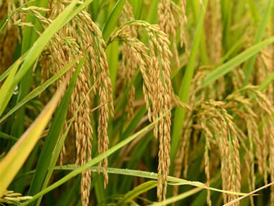 气候和水情影响水稻生育 专家提醒要科学应对