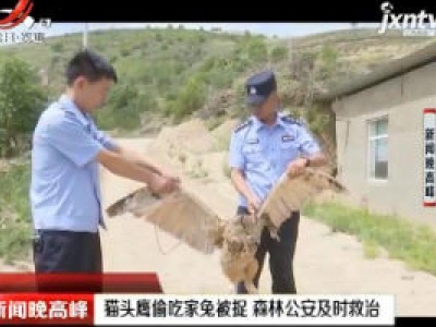 陕西：猫头鹰偷吃家兔被捉 森林公安及时救治