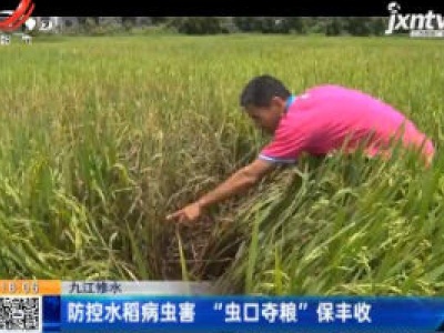 九江修水：防控水稻病虫害 “虫口夺粮”保丰收