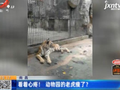 南昌：看着心疼！动物园里的老虎瘦了？