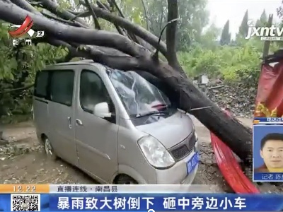 【直播连线】南昌县：暴雨致大树倒下 砸中旁边小车