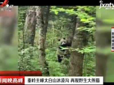 秦岭主峰太白山冰凌沟 再现野生大熊猫