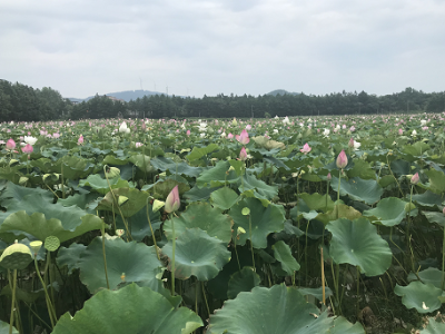 【走向我们的小康生活】小荷刚露尖尖角 小康生活有盼头