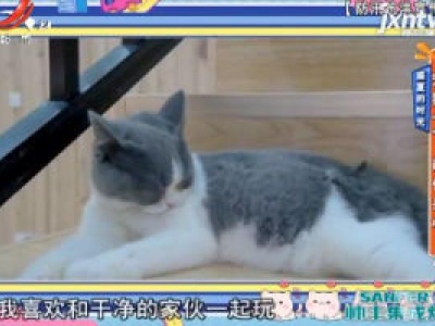 盛夏的时光——宠猫一下 萌化身心