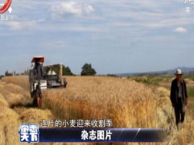 甘肃迎来小麦收割季 麦香弥漫黄土高原