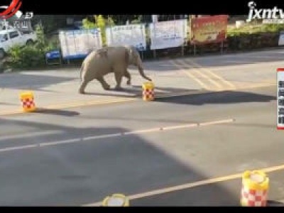 云南普洱：豪横！野生亚洲象大摇大摆通过边检站