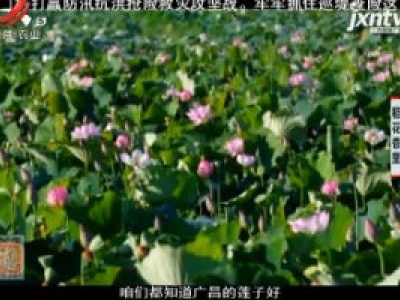 稻花香里20200721
