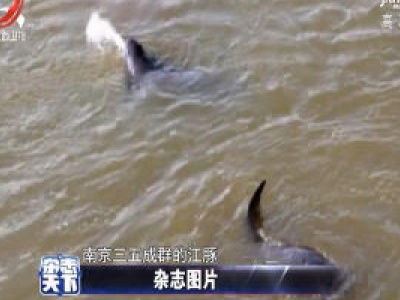南京：三五成群的江豚 纷纷跃出江面 场面甚是壮观
