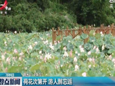 全南县：荷花次第开 游人醉忘返