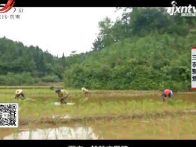 三农聚焦20200706 贡米的味道