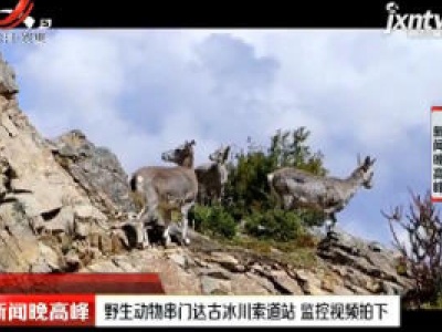 四川：野生动物串门达古冰川索道站 监控视频拍下