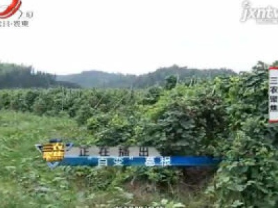 三农聚焦20200701 “百变”葛根