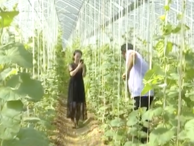 罗坊镇：生态富民产业兴 绿色发展后劲足