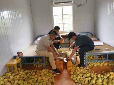 黄桃飘香十里 产业助力扶贫