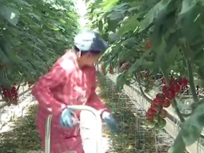 江西今年扩建35万亩设施蔬菜