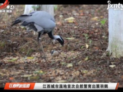 江西城市湿地首次自然繁育出蓑羽鹤