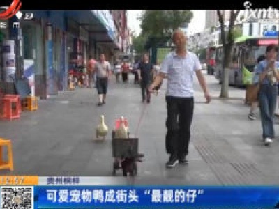 贵州桐梓：可爱宠物鸭成街头“最靓的仔”