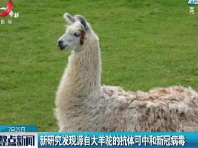 新研究发现源自大羊驼的抗体可中和新冠病毒