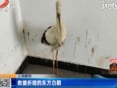 上饶鄱阳：救援折翅的东方白鹳