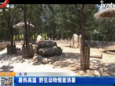 北京：暑热高温 野生动物惬意消暑