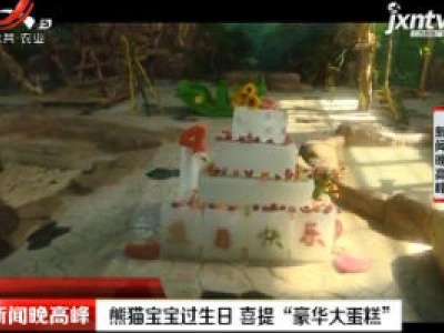 南宁：熊猫宝宝过生日 喜提“豪华大蛋糕”