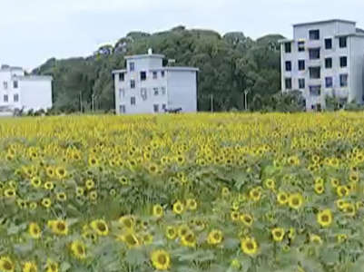 赤山镇大院村：厚植农业产业 为乡村振兴奠定坚实基础