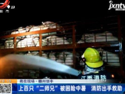 【救在现场】赣州信丰：上百只“二师兄”被困险中暑  消防出手救助