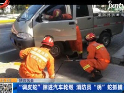 陕西凤县：“调皮蛇”蹿进汽车轮毂 消防员“诱”蛇抓捕