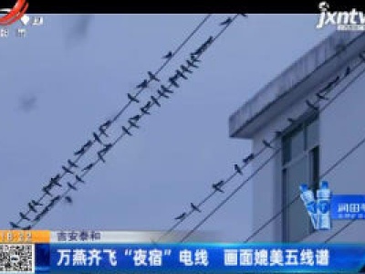 吉安泰和：万燕齐飞“夜宿”电线 画面媲美五线谱