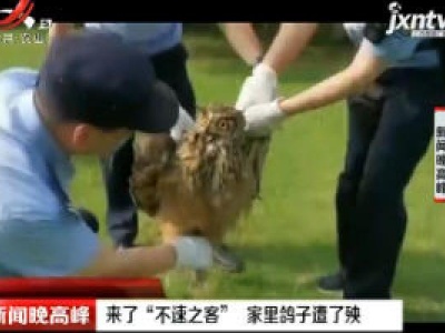 铜陵：来了“不速之客” 家里鸽子遭了殃