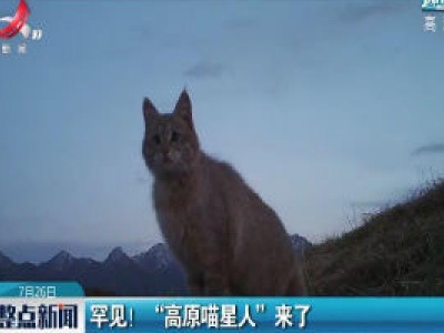 罕见！“高原喵星人”来了