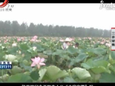 三农聚焦20200716 千年莲乡探秒