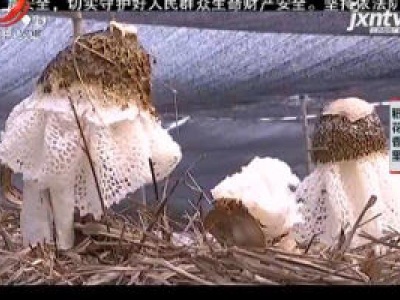 稻花香里20200724