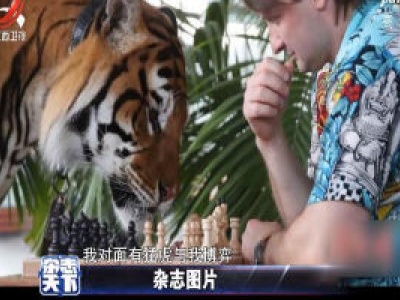 棋逢对手！ 驯兽师把猛虎当“棋友”