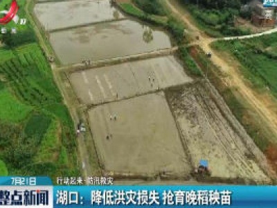 【行动起来 防汛救灾】湖口：降低洪灾损失 抢育晚稻秧苗