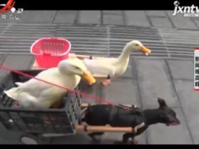 贵州：可爱宠物鸭成街头“最靓的仔”