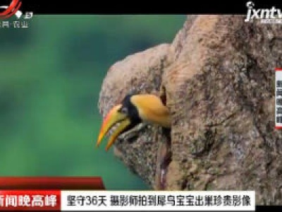 云南：坚守36天 摄影师拍到犀鸟宝宝出巢珍贵影像