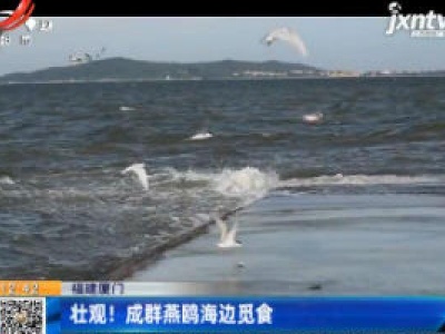 福建厦门：壮观！ 成群燕鸥海边觅食
