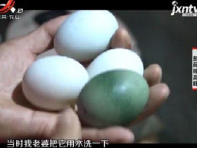 重庆：母鸡生下“翡翠蛋”  专家都说很罕见