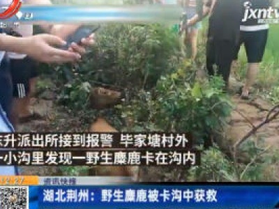 湖北荆州：野生麋鹿被卡沟中获救