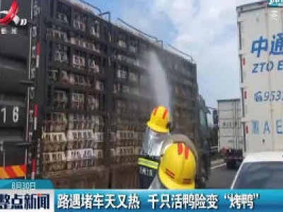 山东：路遇堵车天又热 千只活鸭险变“烤鸭”